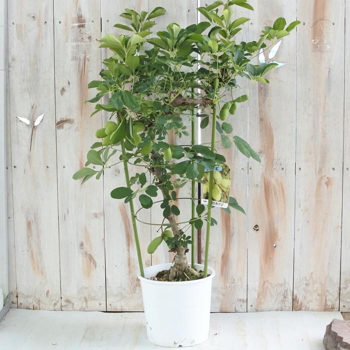 アケビ鉢植え 五葉白あけび 6号鉢 実付き Z1806 601 003 フラワーネット日本花キ流通 通販 Yahoo ショッピング