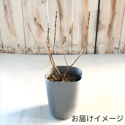 アナベル ピコティ シャルマン 9cmポット苗 ハイドランジア アジサイ 紫陽花 Z 601 001 フラワーネット日本花キ流通 通販 Yahoo ショッピング