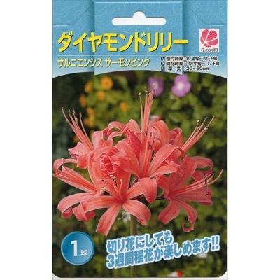 予約販売 花の大和 球根 ダイヤモンドリリー サルニエンシス サーモンピンク 1球 Z 801 003 フラワーネット日本花キ流通 通販 Yahoo ショッピング