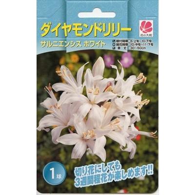 花の大和 球根 ダイヤモンドリリー サルニエンシス ホワイト 1球 hyk