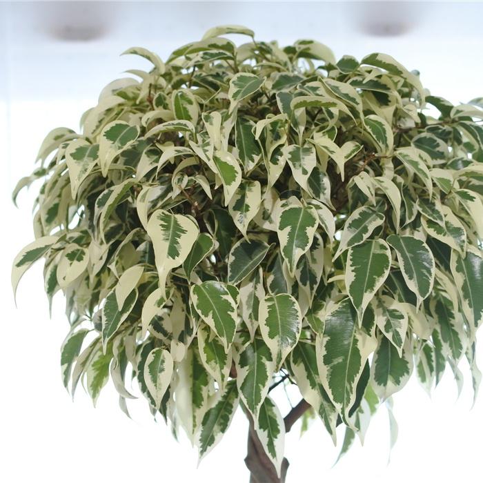 日本花キ流通 観葉植物 フィカス ベンジャミン sp スターライト