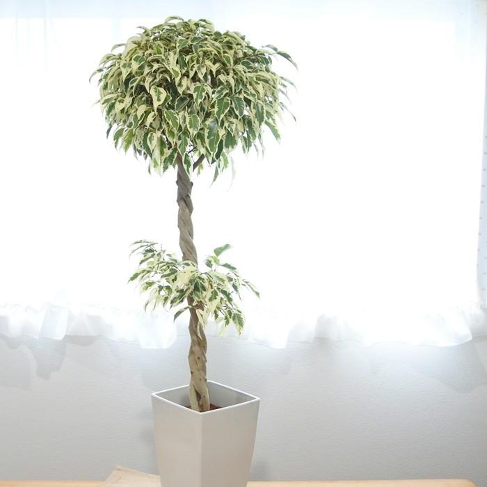 正規品 おしゃれ 観葉植物 ベンジャミン スターライト ビューティークイーン プラポット 大型ヤマト便 育てやすい植物 オープニング大放出セール R4urealtygroup Com