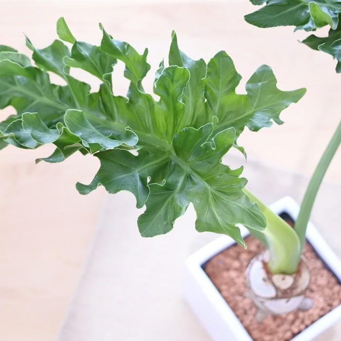 フィロデンドロン セローム 5号鉢 送料無料 スクエア陶器鉢 観葉植物 インテリア おしゃれ Z 101 002 フラワーネット日本花キ流通 通販 Yahoo ショッピング