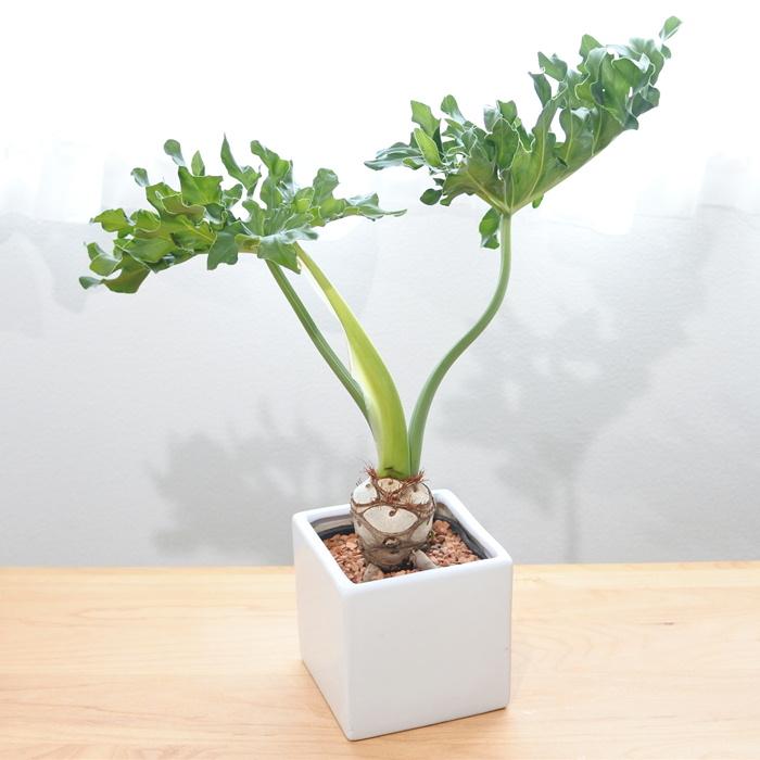 日本花キ流通 観葉植物 フィロデンドロン セローム 5号鉢