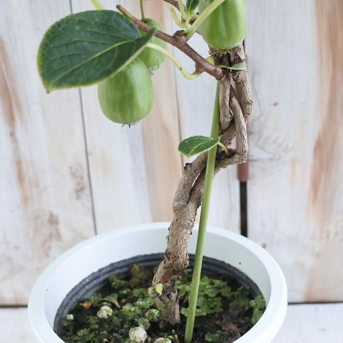 日本花キ流通 サルナシ鉢植え オオミサルナシ 5号鉢 実付き 苗木 果樹