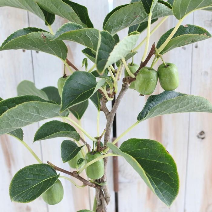 日本花キ流通 サルナシ鉢植え オオミサルナシ 5号鉢 実付き 苗木