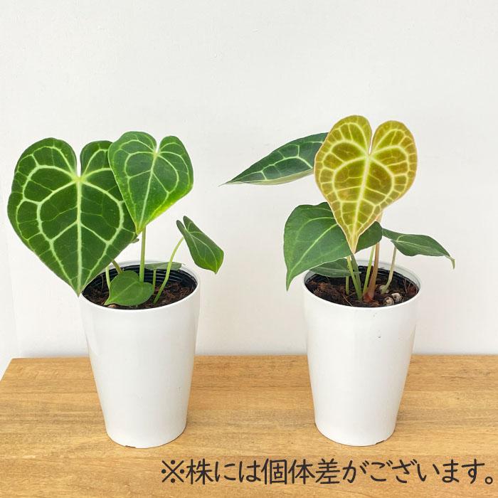 日本花キ流通 観葉植物 アンスリウム クラリネルビウム