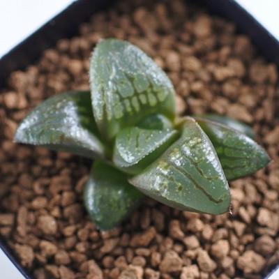 多肉植物 Niハオルチア スプレンデンス交配種 紅竜 多肉植物 ハオルチア 7 5cmポット Z Ni 001 061 フラワーネット日本 花キ流通 通販 Yahoo ショッピング