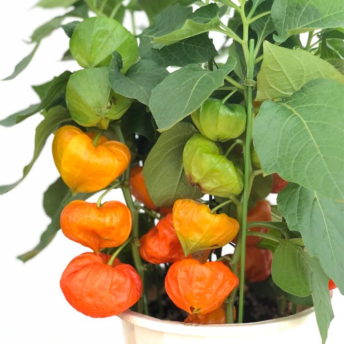 ほおずき 鉢植え 5号鉢 送料無料 ギフト 贈り物 プレゼント ホオズキ 鬼灯 予約販売7月下旬以降発送 Z 701 001 フラワーネット日本花キ流通 通販 Yahoo ショッピング