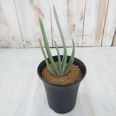 日本花キ流通 多肉植物 osアロエ 扇状の原種アロエ プリカティリス