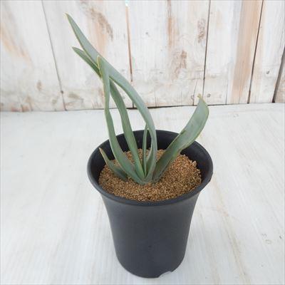 多肉植物 Osアロエ 扇状の原種アロエ プリカティリス おもしろ多肉植物 Z Os 001 001 フラワーネット日本花キ流通 通販 Yahoo ショッピング