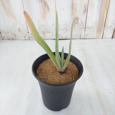 多肉植物 Osアロエ 扇状の原種アロエ プリカティリス おもしろ多肉植物 Z Os 001 001 フラワーネット日本花キ流通 通販 Yahoo ショッピング