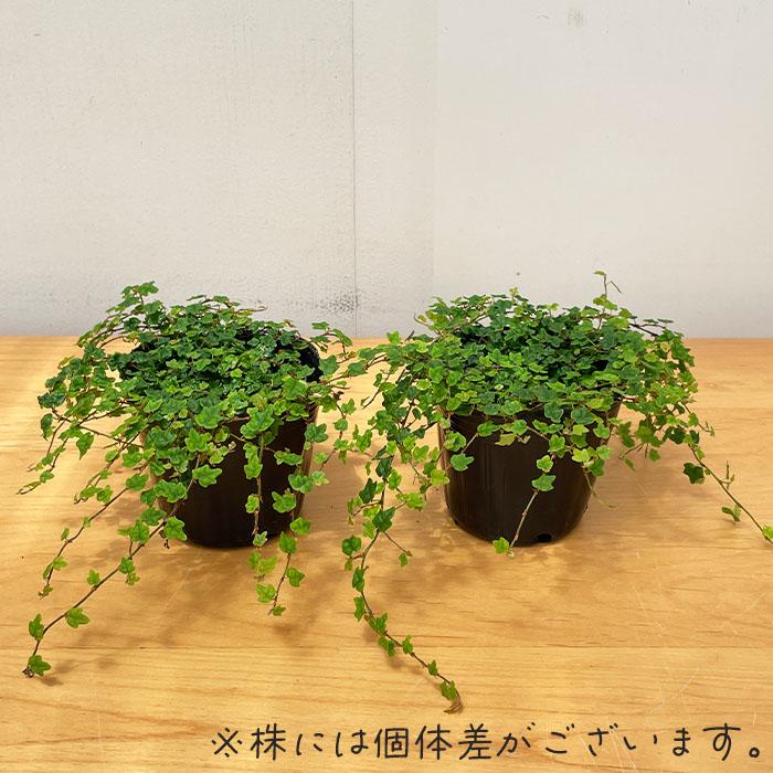 日本花キ流通 観葉植物 もみじ葉プミラ 苗 天使のいたずら 9cmポット