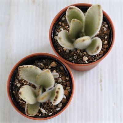 多肉植物 Hmカランコエ 白うさぎ 多肉植物 カランコエ 6cmポット Z1800 Hm 001 001 フラワーネット日本花キ流通 通販 Yahoo ショッピング