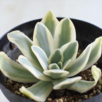 多肉植物 Caオロスタキス 富士 多肉植物 オロスタキス 7 5cmポット Z1800 Sw 001 002 フラワーネット日本花キ流通 通販 Yahoo ショッピング