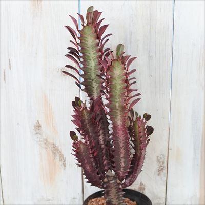 日本花キ流通 多肉植物 sdユーフォルビア 紅葉彩雲閣 多肉植物