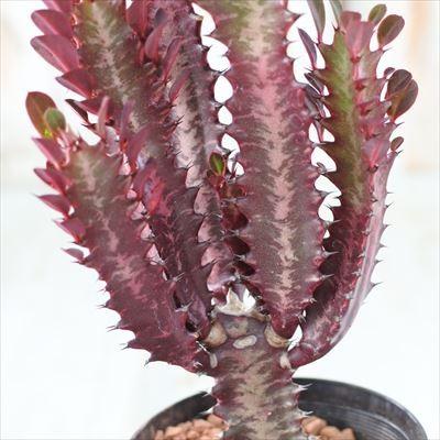 日本花キ流通 多肉植物 sdユーフォルビア 紅葉彩雲閣 多肉植物