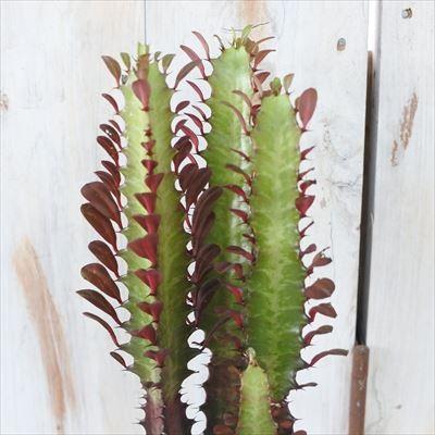 日本花キ流通 多肉植物 sdユーフォルビア 紅葉彩雲閣 多肉植物