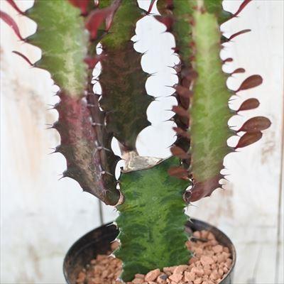 日本花キ流通 多肉植物 sdユーフォルビア 紅葉彩雲閣 多肉植物