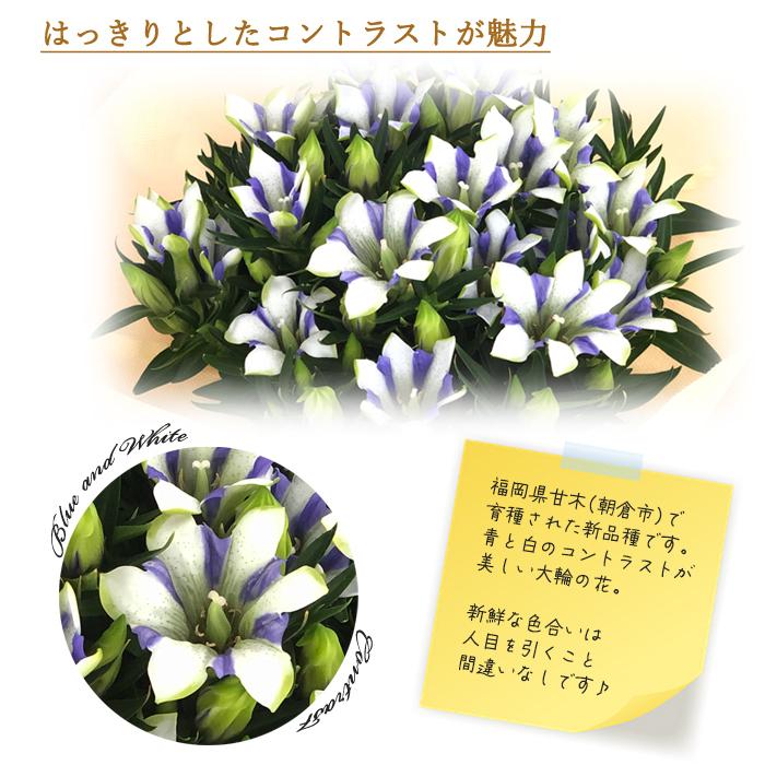 敬老の日 リンドウ 心美白寿 5号鉢 送料無料 ラッピング付き ギフト 贈り物 プレゼント りんどう 花 鉢植え Z 701 001 フラワーネット日本花キ流通 通販 Yahoo ショッピング