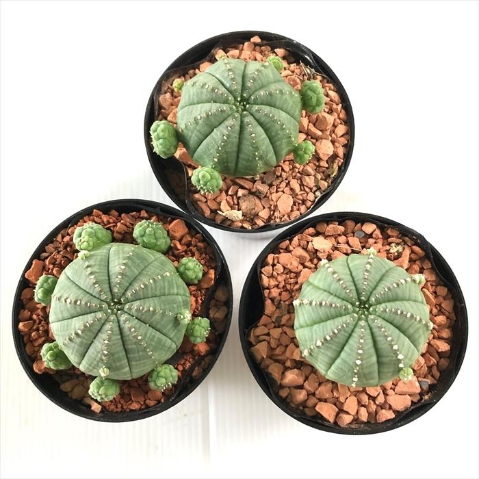 日本花キ流通 多肉植物 sdユーフォルビア 子吹きシンメトリカ 日本花キ流通 多肉植物 sdユーフォルビア 子吹きシンメトリカ