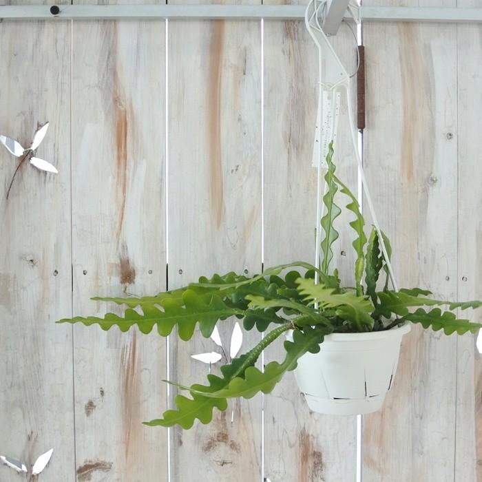 エピフィルム アングリガー 5号吊り鉢 フィッシュボーンカクタス クジャクサボテン 観葉植物 Z 101 005 フラワーネット日本花キ流通 通販 Yahoo ショッピング