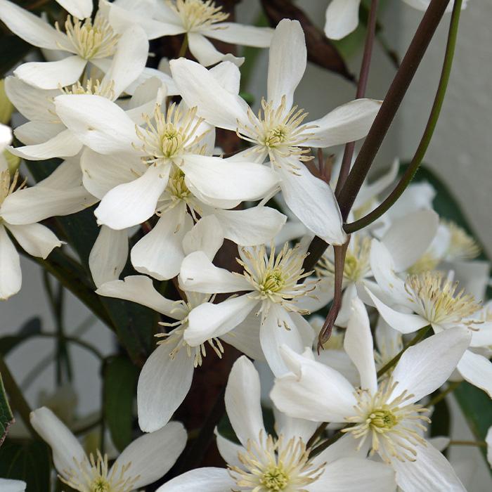 予約販売 充実大株クレマチス 苗 アーマンディ アーマンディ系 2年生株 12cmポット地植えok 3月上旬以降発送 Z 601 001 フラワーネット日本花キ流通 通販 Yahoo ショッピング