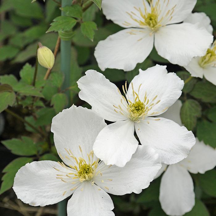 予約販売 充実大株クレマチス 苗 ｍ スノー フレーク モンタナ系 2年生株 12cmポット地植えok 11月上旬以降発送 Z 601 009 フラワーネット日本花キ流通 通販 Yahoo ショッピング