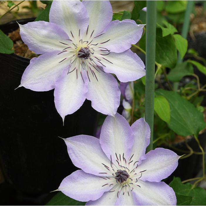 予約販売11月上旬以降発送 充実大株クレマチス 苗 紀三井寺 パテンス系 2年生株 12cmポット地植えok Z 601 017 フラワーネット日本花キ流通 通販 Yahoo ショッピング