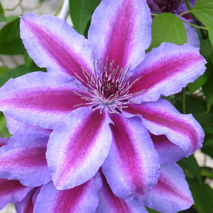 予約販売 充実大株クレマチス 苗 ミセス ｎ トンプソン パテンス系 2年生株 12cmポット地植えok 11月上旬以降発送 Z 601 025 フラワーネット日本花キ流通 通販 Yahoo ショッピング