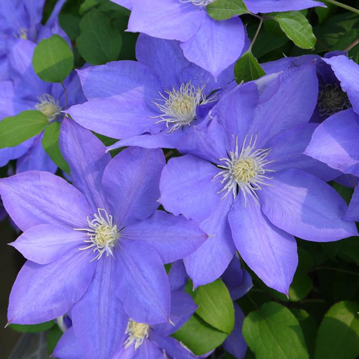 予約販売 充実大株クレマチス 苗 ｈｆヤング ラヌギノーサ系 2年生株 12cmポット地植えok 11月上旬以降発送 Z 601 030 フラワーネット日本花キ流通 通販 Yahoo ショッピング