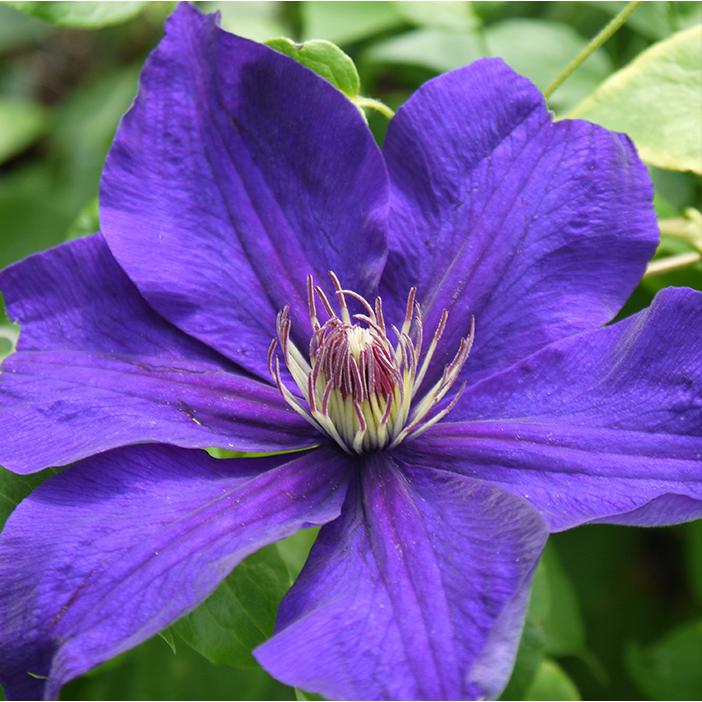 予約販売 クレマチス 苗 江戸紫 ラヌギノーサ系 2年生株 充実大株 12cm