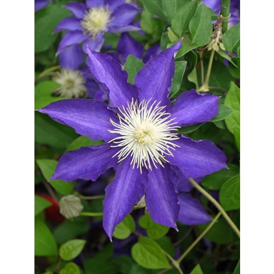 予約販売充実大株クレマチス 苗 白王冠 ラヌギノーサ系 2年生株 12cmポット地植えok Z 601 035 フラワーネット日本花キ流通 通販 Yahoo ショッピング