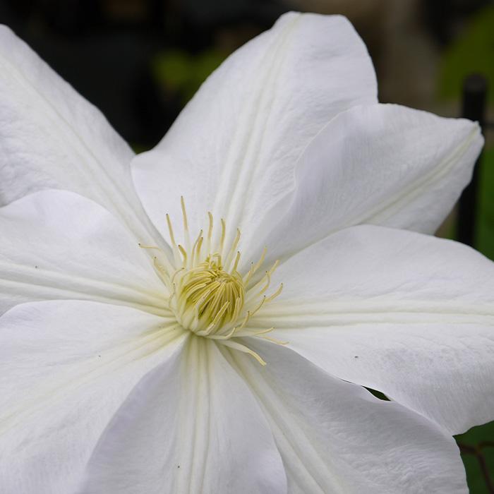 予約販売 充実大株クレマチス 苗 マダム ル クルトル ラヌギノーサ系 2年生株 12cmポット地植えok 11月上旬以降発送 Z 601 040 フラワーネット日本花キ流通 通販 Yahoo ショッピング