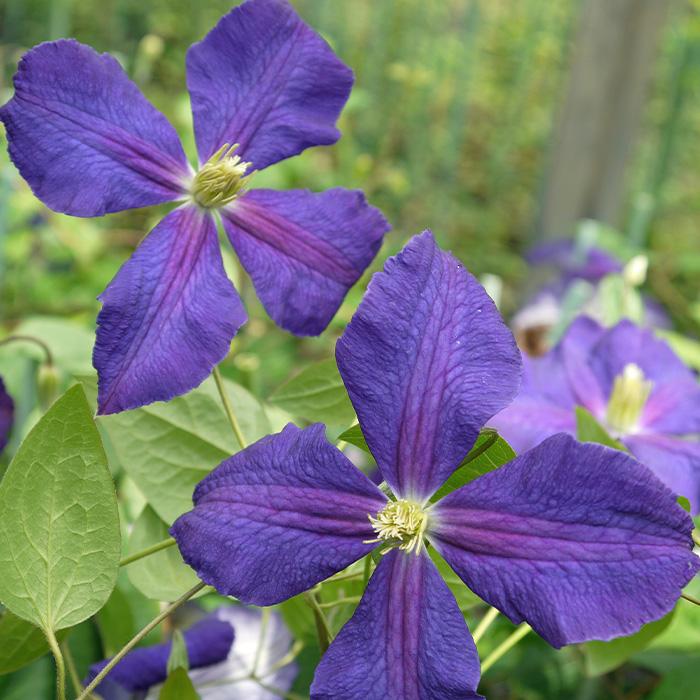 予約販売充実大株クレマチス 苗 ジャックマニー ジャックマニー系 2年生株 12cmポット地植えok Z 601 046 フラワーネット日本花キ流通 通販 Yahoo ショッピング