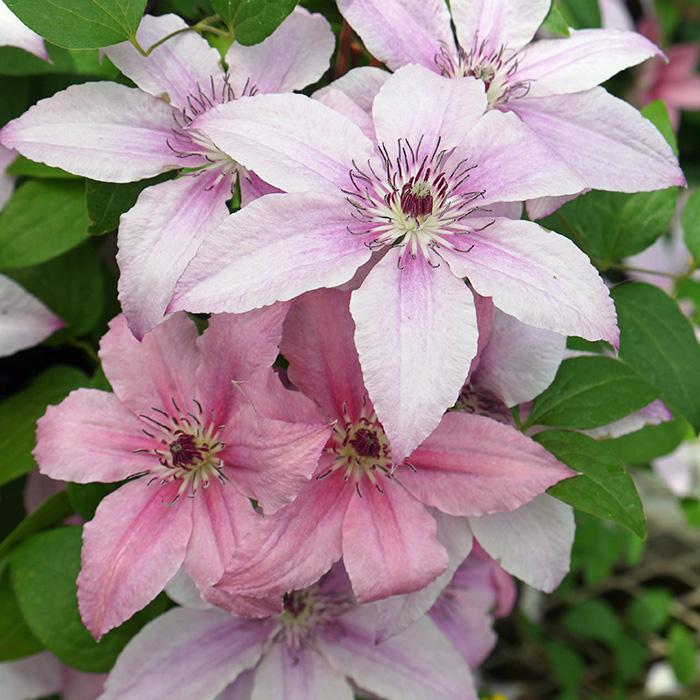 充実大株クレマチス 苗 ピンクファンタジー ジャックマニー系 2年生株 12cmポット地植えok Z 601 056 フラワーネット日本花キ流通 通販 Yahoo ショッピング