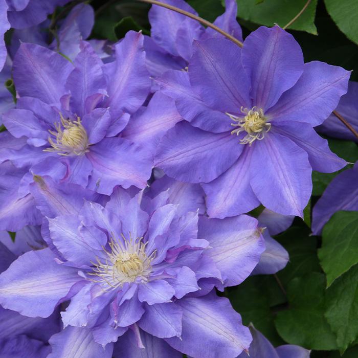 予約販売充実大株クレマチス 苗 ビビアンペンネル パテンス ラヌギノーサ系 2年生株 12cmポット地植えok Z 601 065 フラワーネット日本花キ流通 通販 Yahoo ショッピング