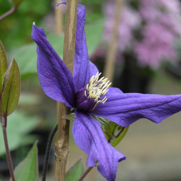 71＊インテグリフォリア系クレマチス（ヘンダーソニー） 2年苗