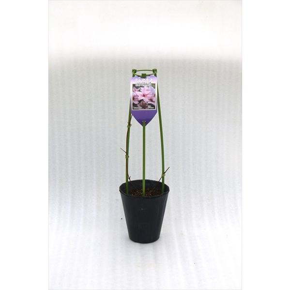 予約販売 充実大株クレマチス 苗 プリンセスケイト テキセンシス系 2年生株 12cmポット地植えok 11月上旬以降発送 Z 601 093 フラワーネット日本花キ流通 通販 Yahoo ショッピング