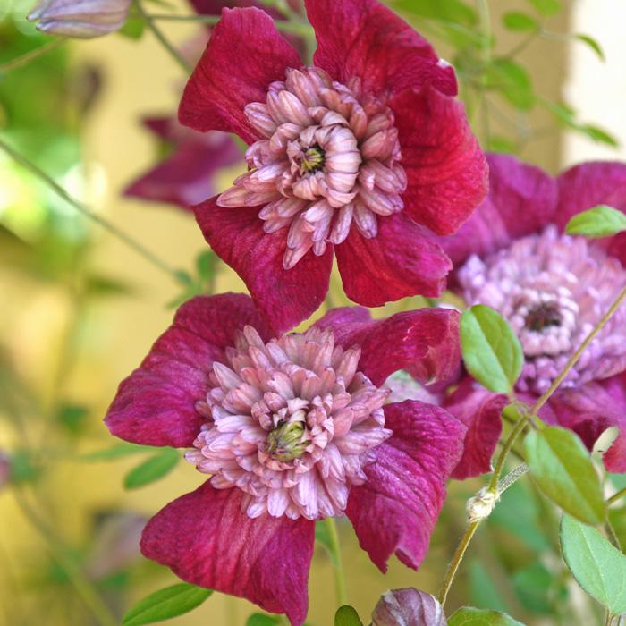 予約販売 クレマチス 苗 アバンギャルド ビチセラ系 2年生株