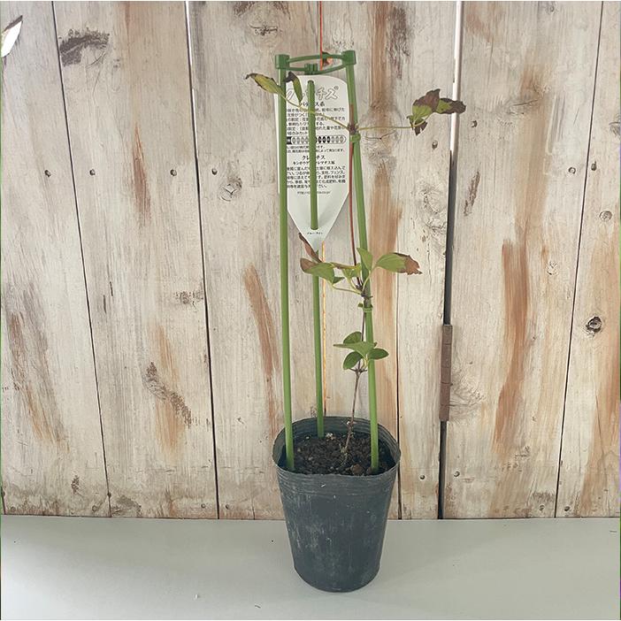 クレマチス苗 予約販売 クレマチス 苗 アバンギャルド ビチセラ系 2年生株