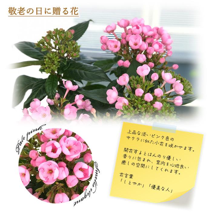 敬老の日 ニオイザクラ 5号鉢 送料無料 ギフト 贈り物 プレゼント 花 鉢植え ルクリア Z 701 002 フラワーネット日本花キ流通 通販 Yahoo ショッピング