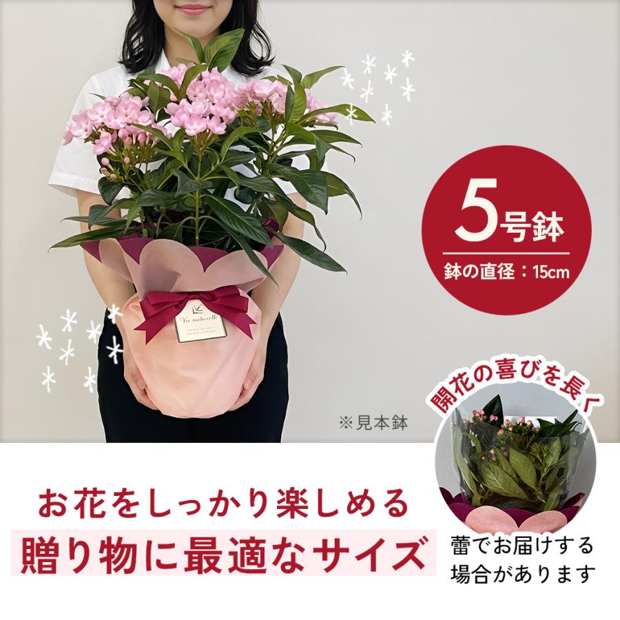 日本花キ流通 敬老の日 花 ギフト ニオイザクラ 5号鉢 送料無料 敬老の