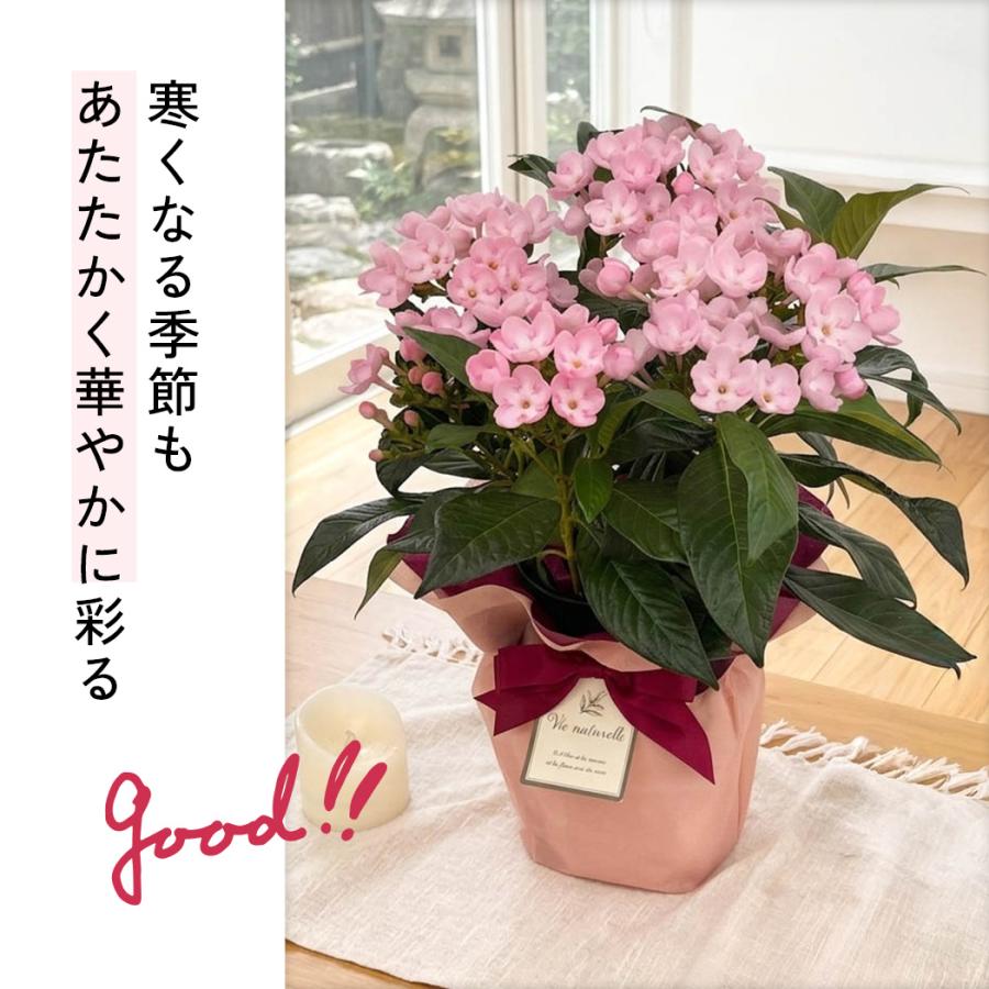 日本花キ流通 敬老の日 花 ギフト ニオイザクラ 5号鉢 送料無料 敬老の
