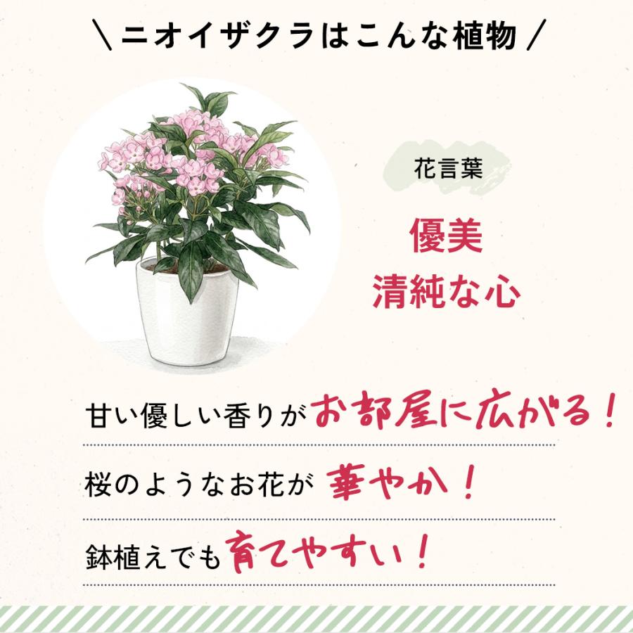 日本花キ流通 敬老の日 花 ギフト ニオイザクラ 5号鉢 送料無料 敬老の