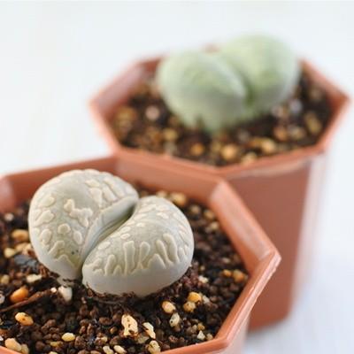 日本花キ流通 多肉植物 asリトープス 大津絵 多肉植物 6cmポット