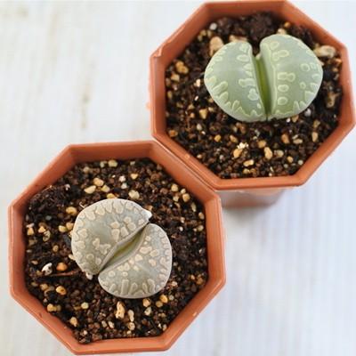 日本花キ流通 多肉植物 asリトープス 大津絵 多肉植物 6cmポット