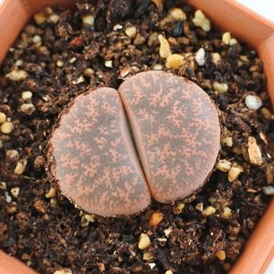 多肉植物 Asリトープス 紫褐紫勲玉 多肉植物 6cmポット メセン Z As 001 006 フラワーネット日本花キ流通 通販 Yahoo ショッピング