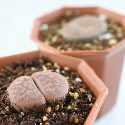 日本花キ流通 多肉植物 asリトープス 紫褐紫勲玉 6cmポット メセン