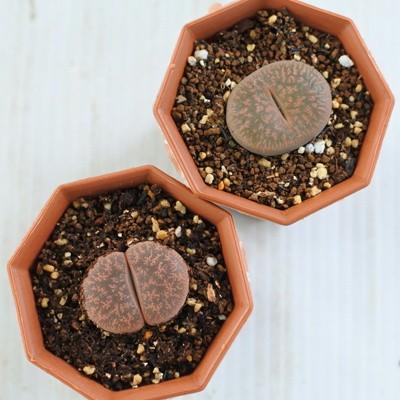 日本花キ流通 多肉植物 asリトープス 紫褐紫勲玉 6cmポット 日本花キ流通 多肉植物 asリトープス 紫褐紫勲玉 6cmポット